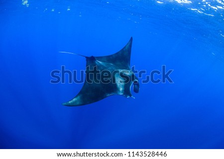 Giant Manta Ray Swimming and Feeding on Ocean Surface of Isla Mujeres, Mexico Royalty-Free Stock Photo #1143528446