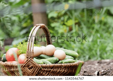 A basket filled with freshly harvested produce from the garden and eggs from the coop. Tomatoes, dill, zucchini and cucumbers. Extreme shallow depth of field.
