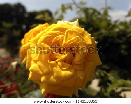 Picturesque image of a yellow rose bud