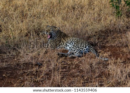 Leopard hissing at hyena 