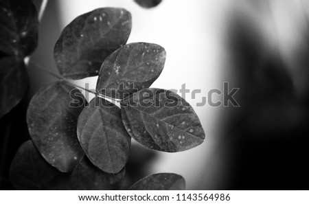 Black and White leaves