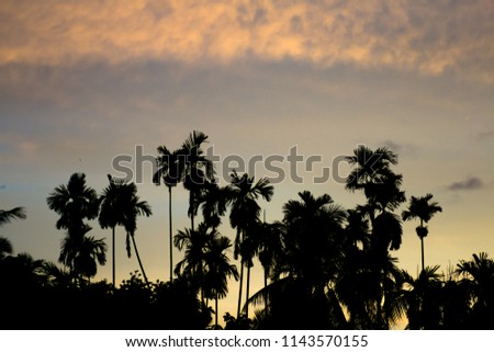 Silhouette picture of coconut tree and twilight sky
