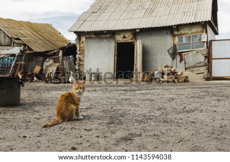 red cat in a cattle yard in a village with old destroyed houses
