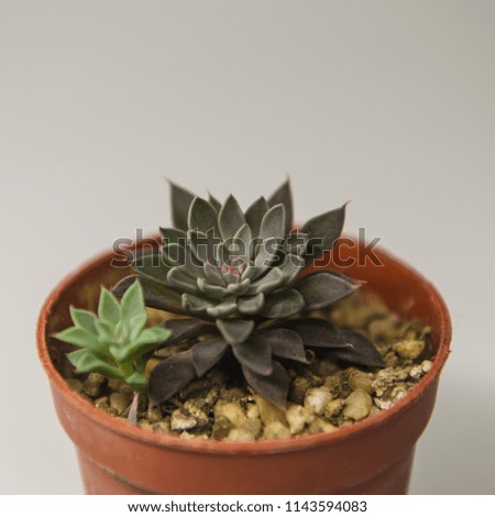 beautiful plant succulent in a pot on a gray background