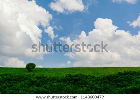 Summer background. warm sunny weather on a meadow with a bush. A blue sky with white clouds. Copy space.