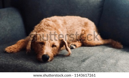 Irish Terrier Sleeping on Couch
