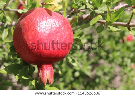 various photos of pomegranate tree and fruit with different color in the fields