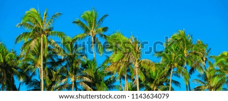 Palm trees at Wailea Beach, Waikiki 