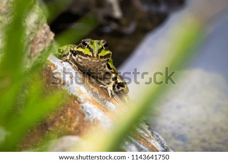 Frog sitting on the stone