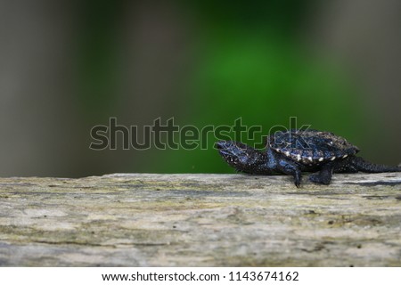 new born turtle walks on the log