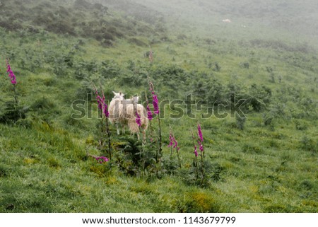 Some of the main caracteristics of the Scottish landscape in one picture: a sheep and a lamb, green lawn, heather flowers and a thick layer of fog