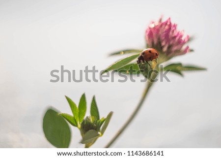 ladybug on clover leaf