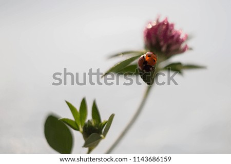 ladybug on clover leaf