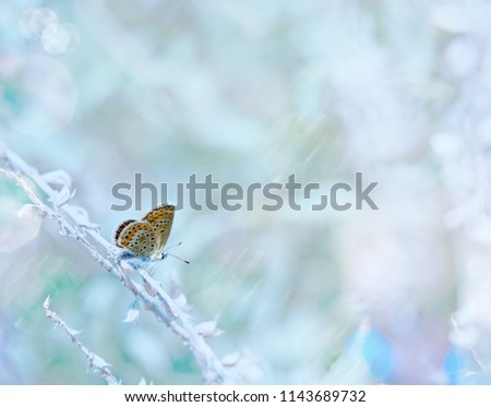 Morning in pastel colors. Soft blue color nature background with butterfly. Gentle blue colors wallpaper of defocused meadow grass. A suitable picture for a romantic congratulation or greeting card.