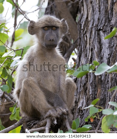 Chacma Baboon Portrait, Kruger National Park, South Africa