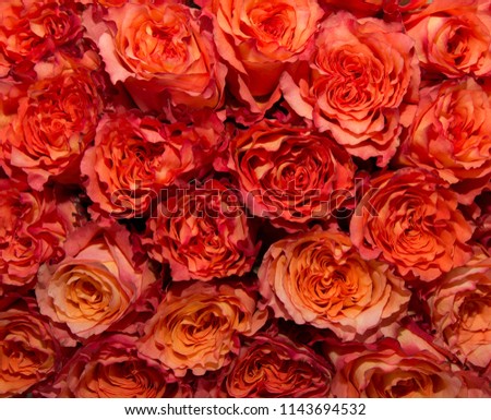 Orange rose background. Natural horizontal pattern. Flower wall. Close-up of huge bouquet