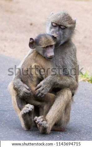 Baboon Sibling Love, Kruger National Park, South Africa