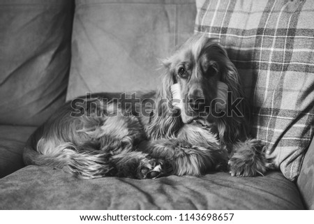 English Cocker Spaniel puppy dog laying down relaxing on a sofa 