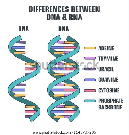 Vector scientific icon spiral of DNA and RNA. illustration differences in  structure of the DNA and RNA molecules. Royalty-Free Stock Photo #1143707285