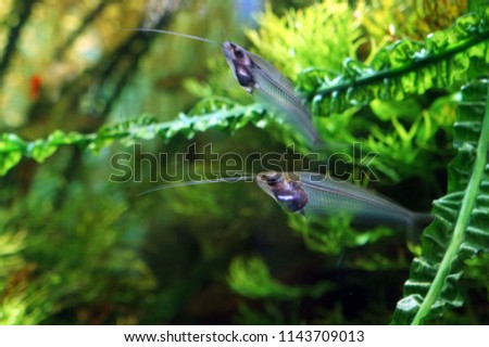 Asian glass catfish (ghost catfish). Royalty-Free Stock Photo #1143709013