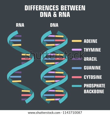 Vector scientific icon spiral of DNA and RNA. An illustration of the differences in the structure of the DNA and RNA molecules. Royalty-Free Stock Photo #1143710087