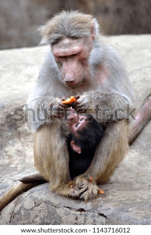 Baboons (monkeys) - mother and child