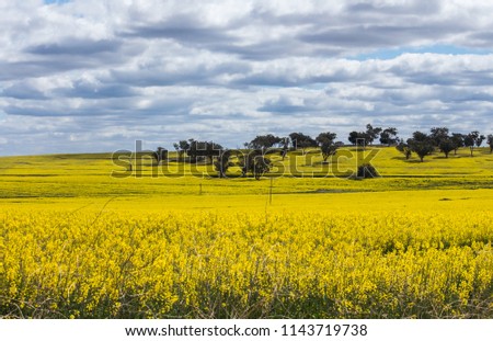 Yellow blossoming canola rapeseed crops with trees in background against cloudy sky