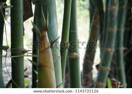 giant bamboo or Dendrocalamus giganteus, bamboo shoot