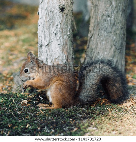 Red Squirrel(Sciurus vulgaris) enjoying sunflower seeds, Finland