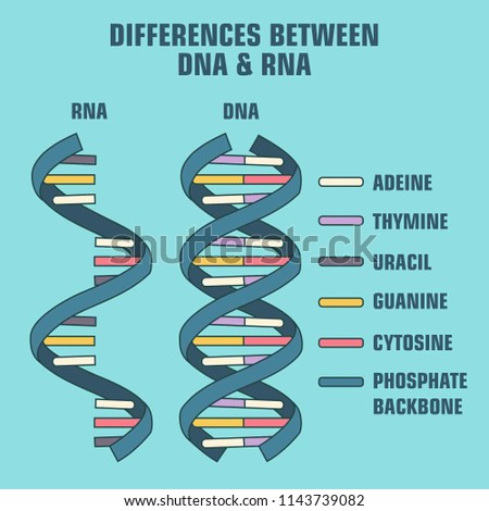 DNA-RNA-CLIP-ART-IMAGE Stock Vector Images - Avopix.com