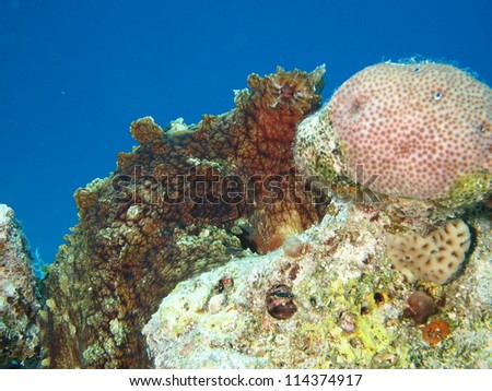 underwater pictures Big red octopus