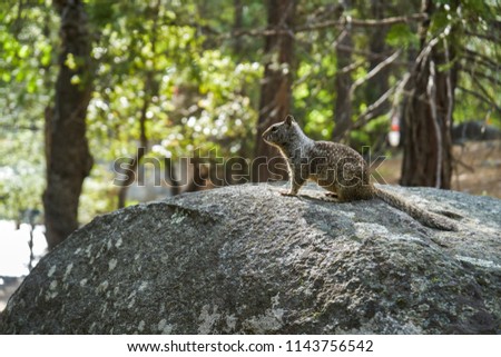 Squirrel sitting on a rock, Yosemite national park, California, USA