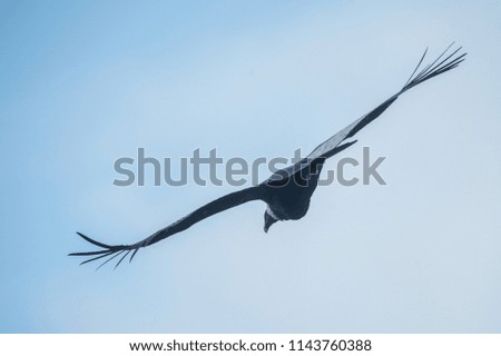 Condor flying in the sky.