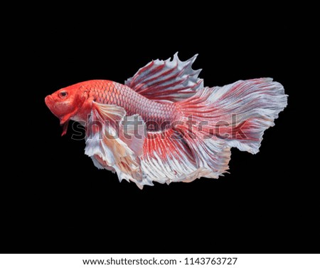 Fish fighting, beautiful fish, colorful fish fighting Siam, colorful tail, prominent action, good posture.