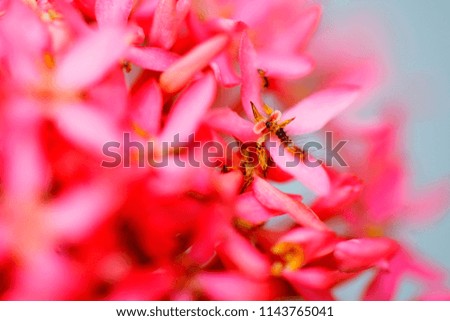 Selective soft focus close up Red flower with blurry colored leaf background.
