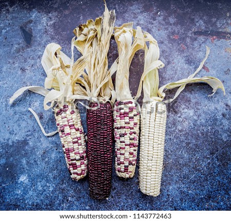 corn cobs on dark background