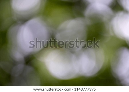 Blurred background from the forest.