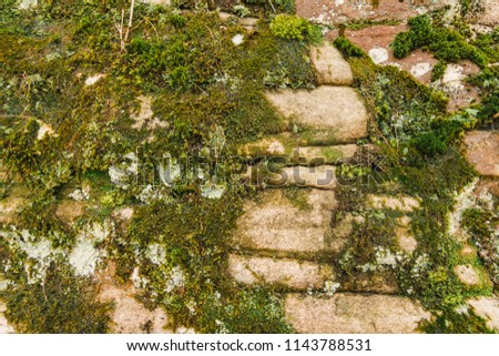 Mossy rock pathway