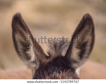 Namibia Donkey Ears