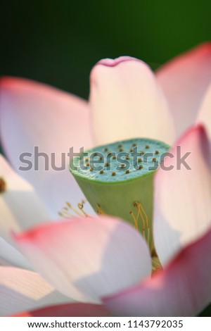pink lotus flower are blooming in the sunlight.