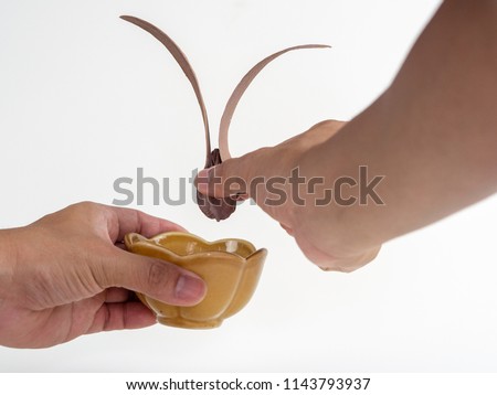 Hand hold the gurjan seed on the white background