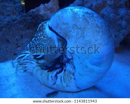 A giant Nautilus swim in a blue light Aquarium