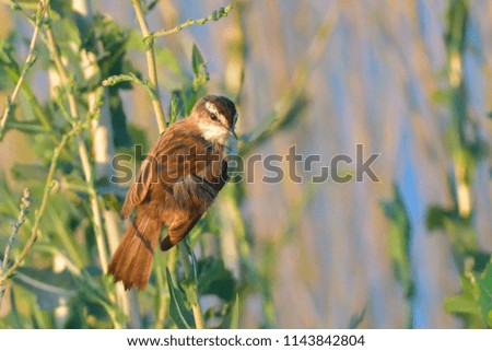 Moustached Warbler (Acrocephalus melanopogon) o a plant