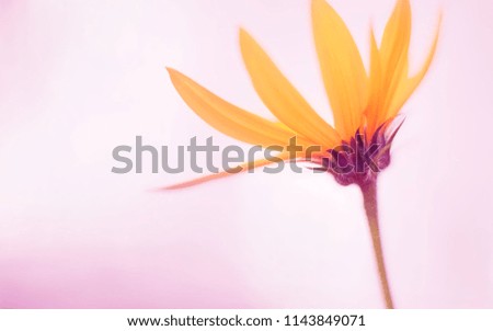 A flower in macro mode Royalty-Free Stock Photo #1143849071
