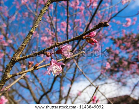 Spring cherry blossom at Huai Nam Dang National Parks in Thailand