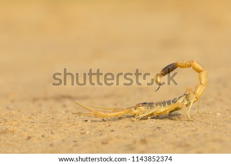 The deathstalker (Leiurus quinquestriatus) is a species of scorpion, a member of the Buthidae family. It is also known as the Israeli yellow scorpion Omdurman scorpion, Naqab desert