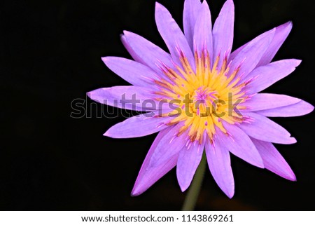 The purple lotus bloomed on a black background.