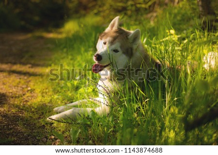 Close-up Portrait of beautiful beige and white siberian husky dog with brown eyes lying in green grass in summer