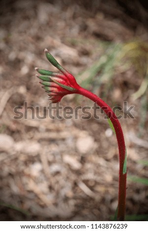 Australian Kangaroo Paw Flower
