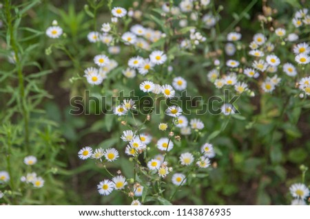 Matricaria is a genus of flowering plants in the Chamomile tribe within the sunflower family.